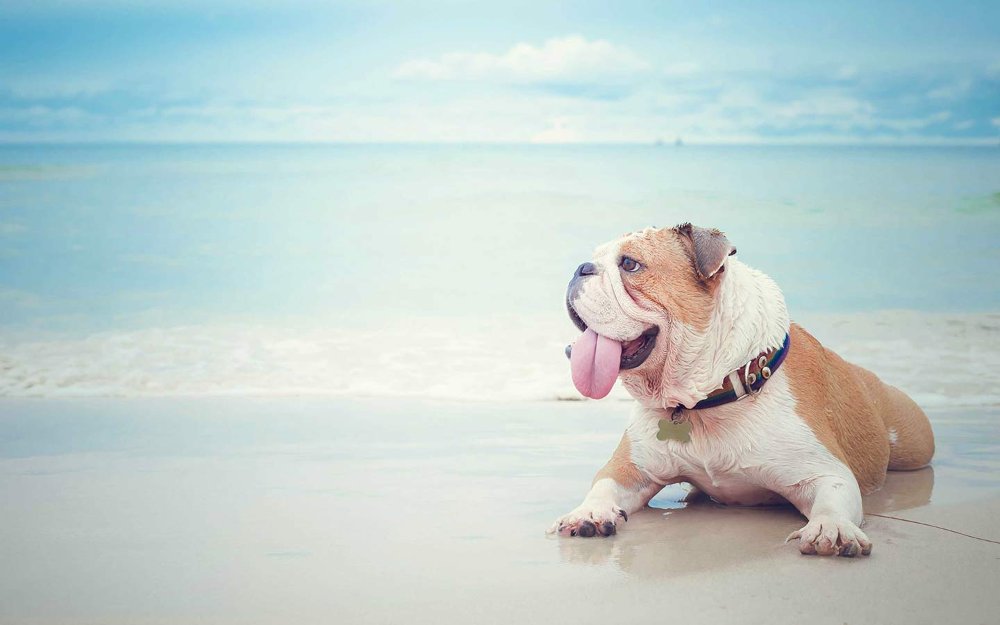 Animale domestico che si rilassa su un Miami Beach