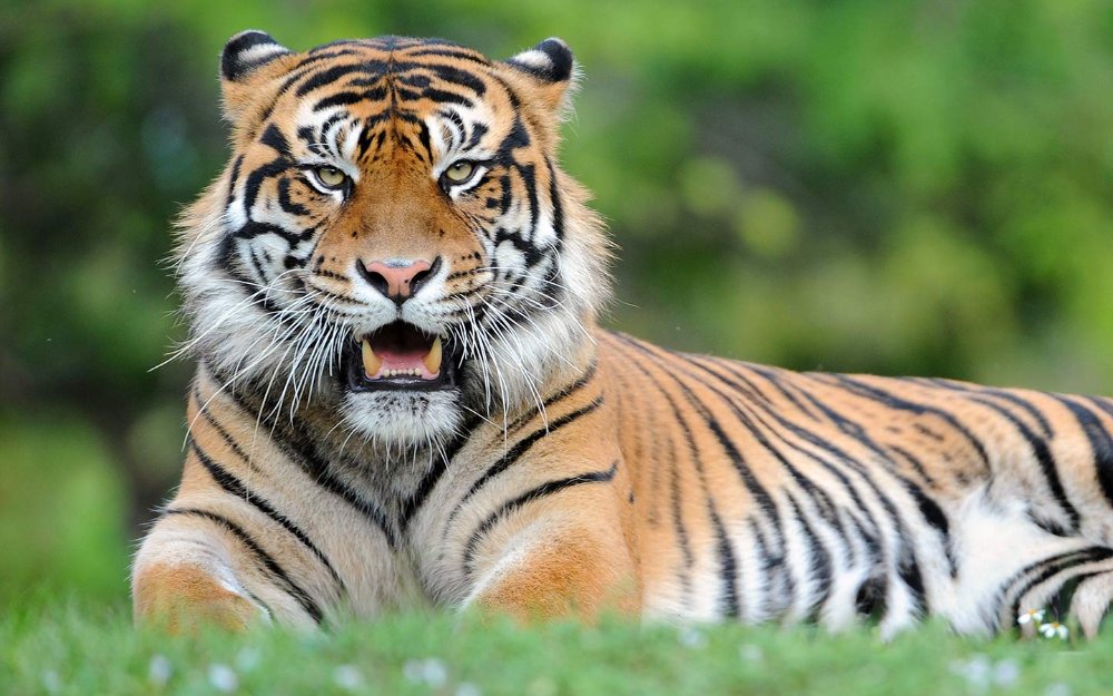 Tigre de Sumatra à Zoo Miami