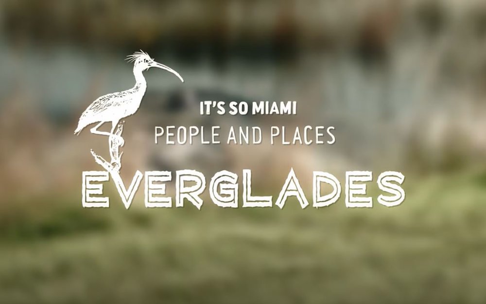 Es ist so Miami: Everglades