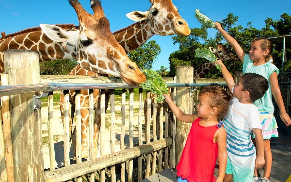 Timoun yo manje jiraf yo nan Zoo Miami