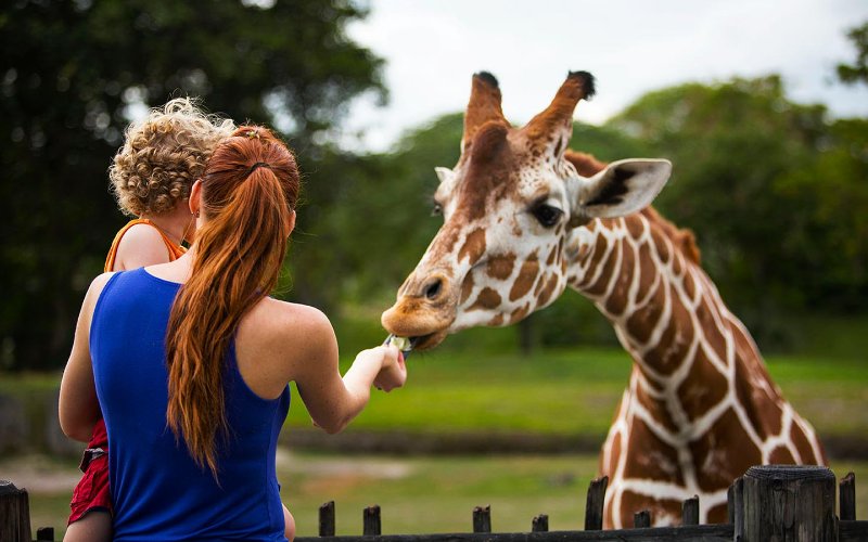 Visitante alimentando uma girafa em Zoo Miami
